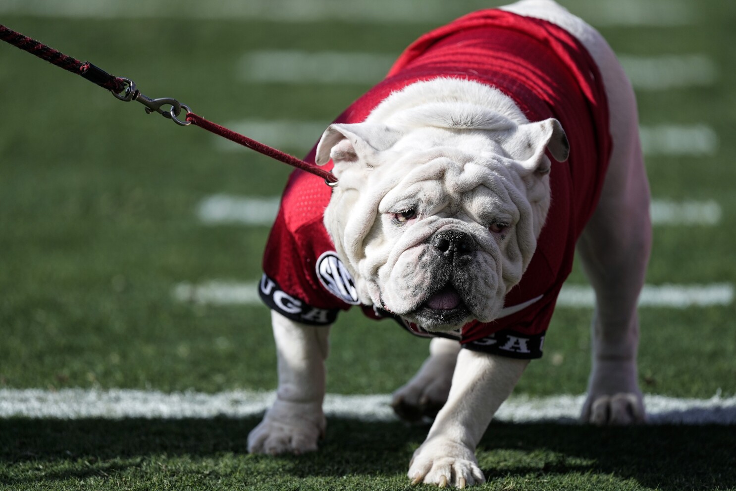 Read more about the article BREAKING: Georgia Makes Yet Another Record, Which Is The Longest In School History Since The 1908 Team.